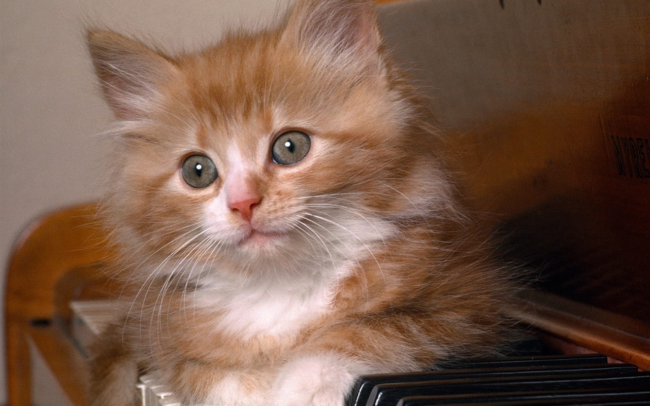 1600 Cat Foto tapety (1) #8 - 1280x800