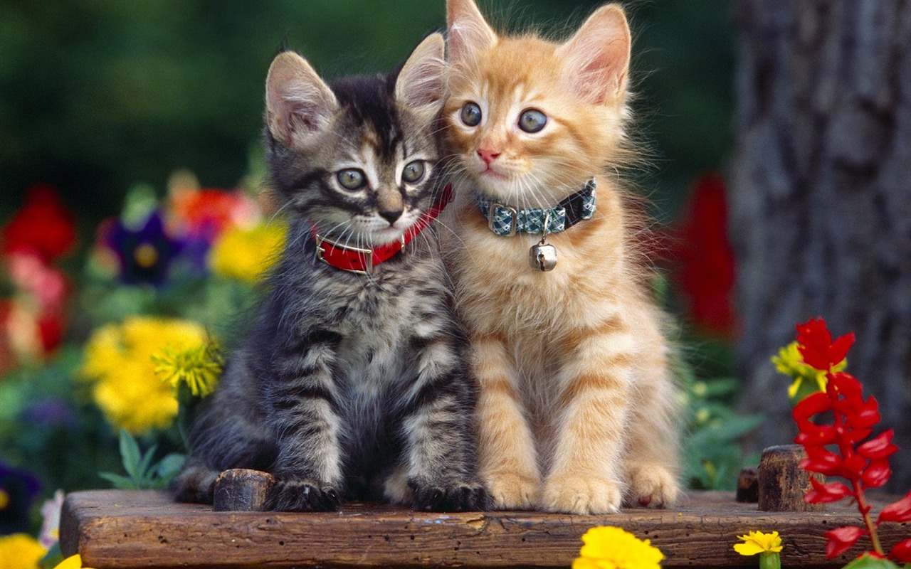 1600猫咪写真 壁纸(一)9 - 1280x800