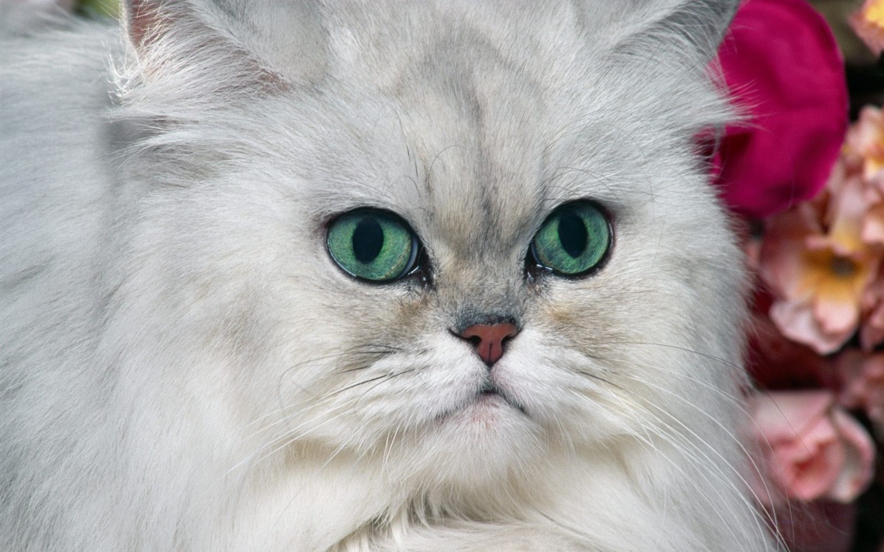 1600 Cat Foto tapety (1) #12 - 1280x800