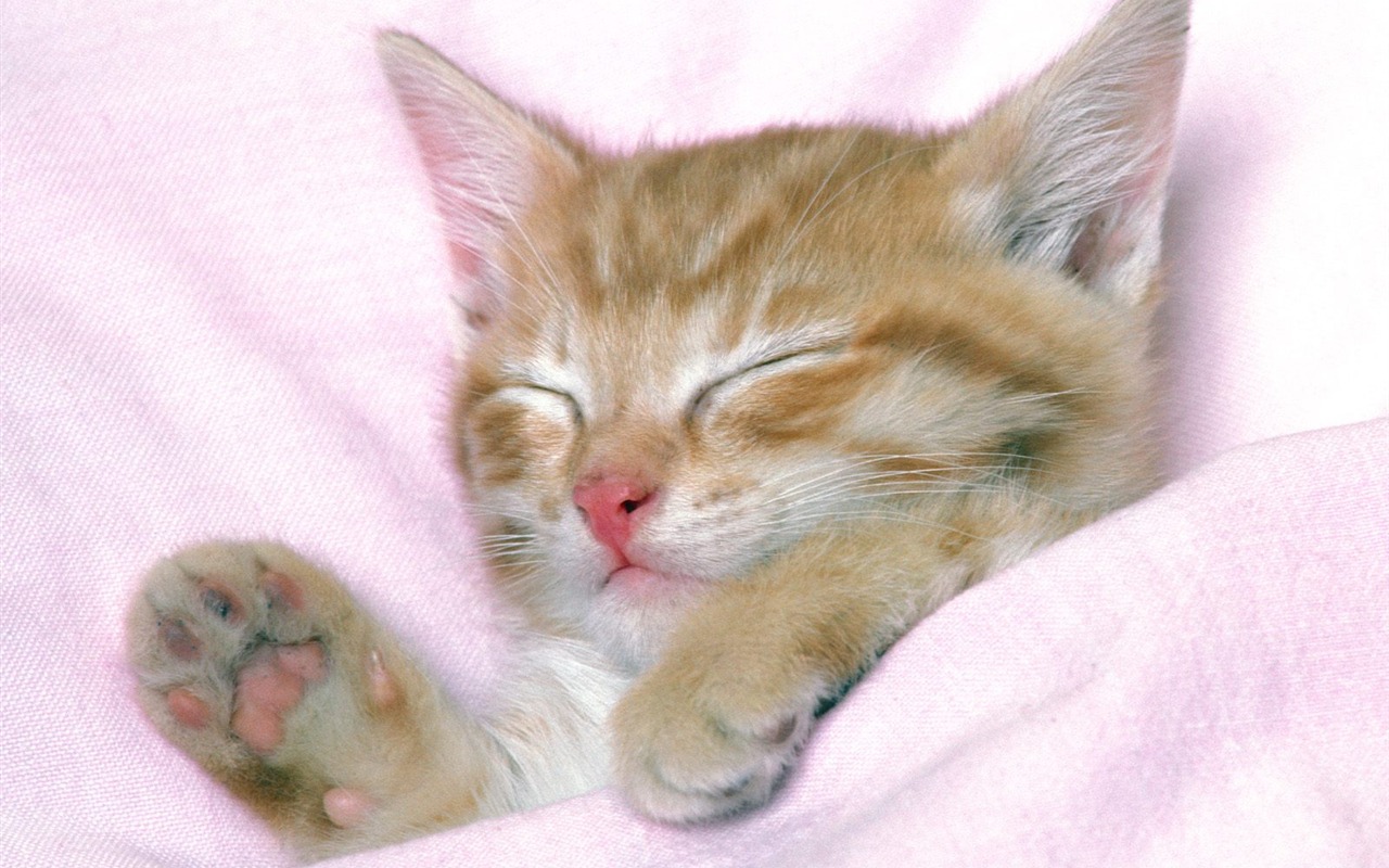 1600 Cat Foto tapety (1) #14 - 1280x800