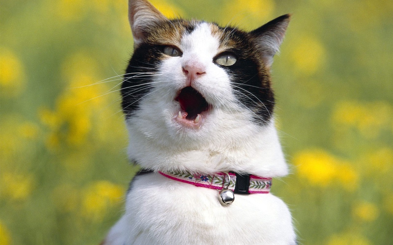 1600 Cat Foto tapety (1) #16 - 1280x800