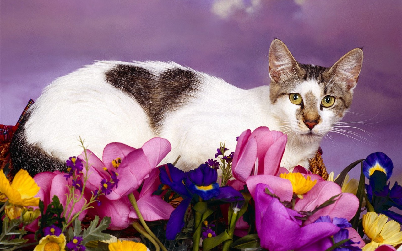 1600 Cat Foto tapety (1) #18 - 1280x800