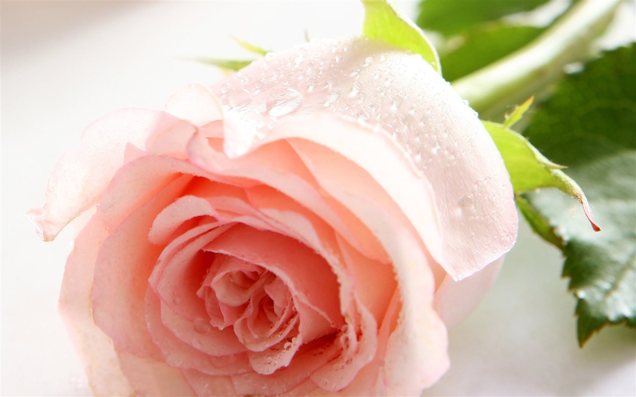 Large Rose Photo Wallpaper (1) #1 - 1280x800