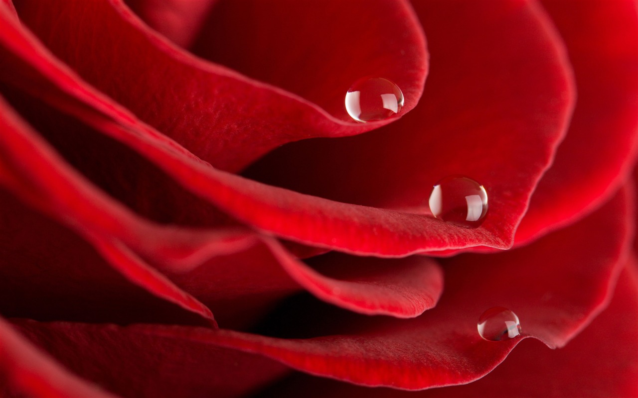Velké Rose Foto tapety (1) #2 - 1280x800
