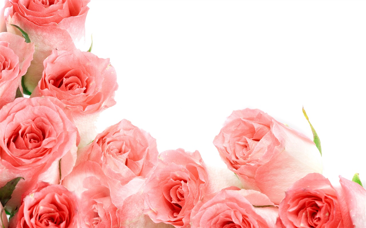 Large Rose Photo Wallpaper (1) #7 - 1280x800