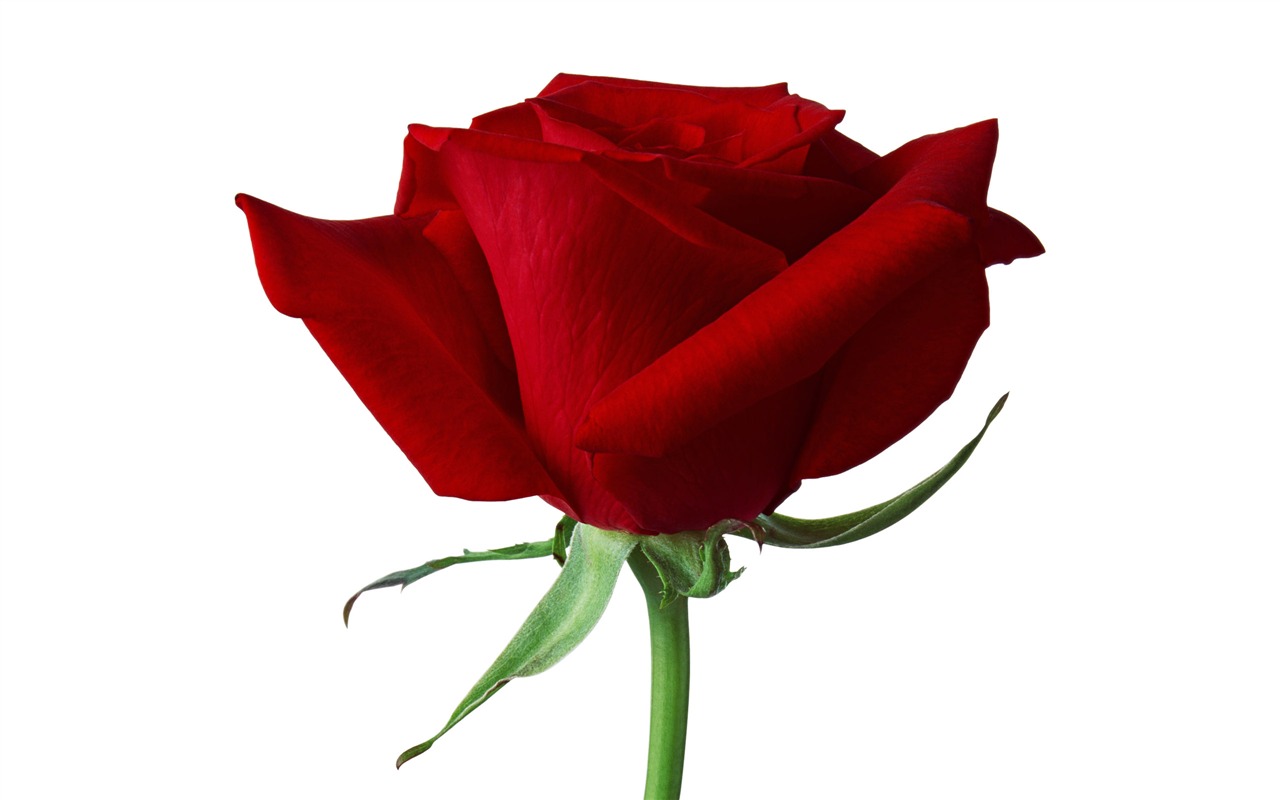 Large Rose Photo Wallpaper (1) #10 - 1280x800