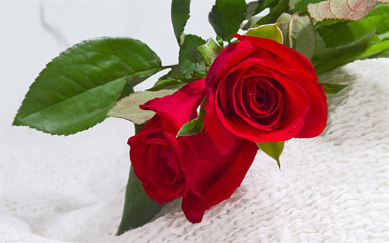 Large Rose Photo Wallpaper (1) #14 - 1280x800