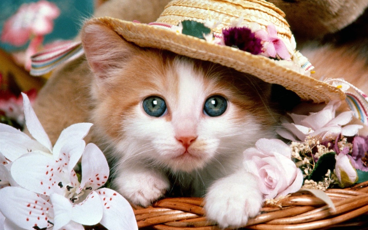 1600 Cat Foto tapety (2) #1 - 1280x800