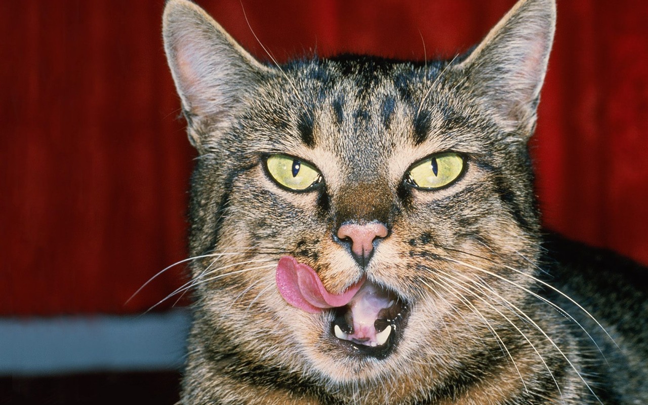 1600 Cat Foto tapety (2) #2 - 1280x800