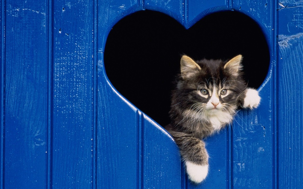 1600 Cat Foto tapety (2) #3 - 1280x800