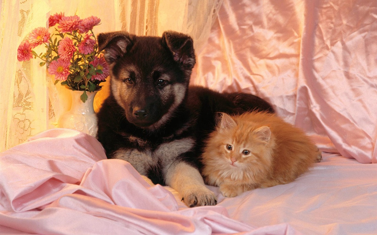 1600 Cat Foto tapety (2) #4 - 1280x800
