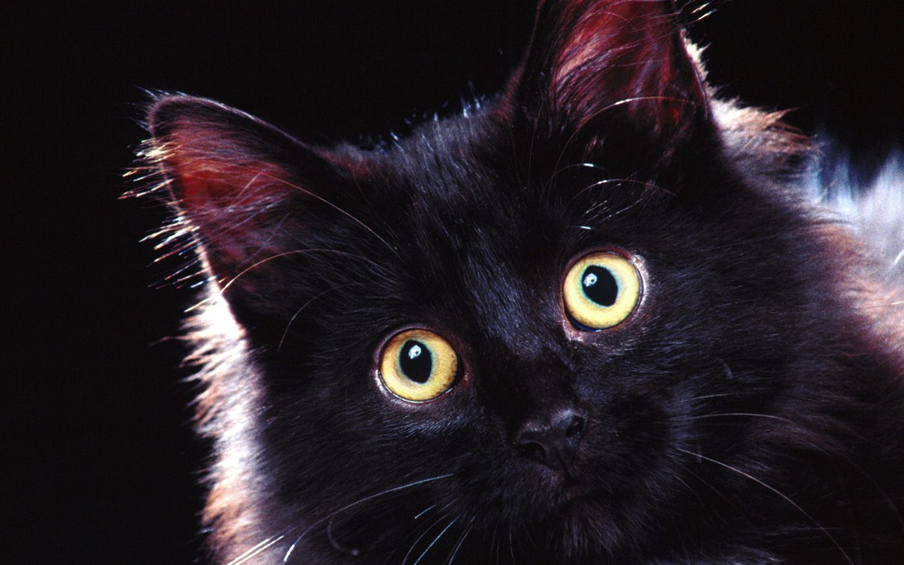 1600 Cat Foto tapety (2) #6 - 1280x800