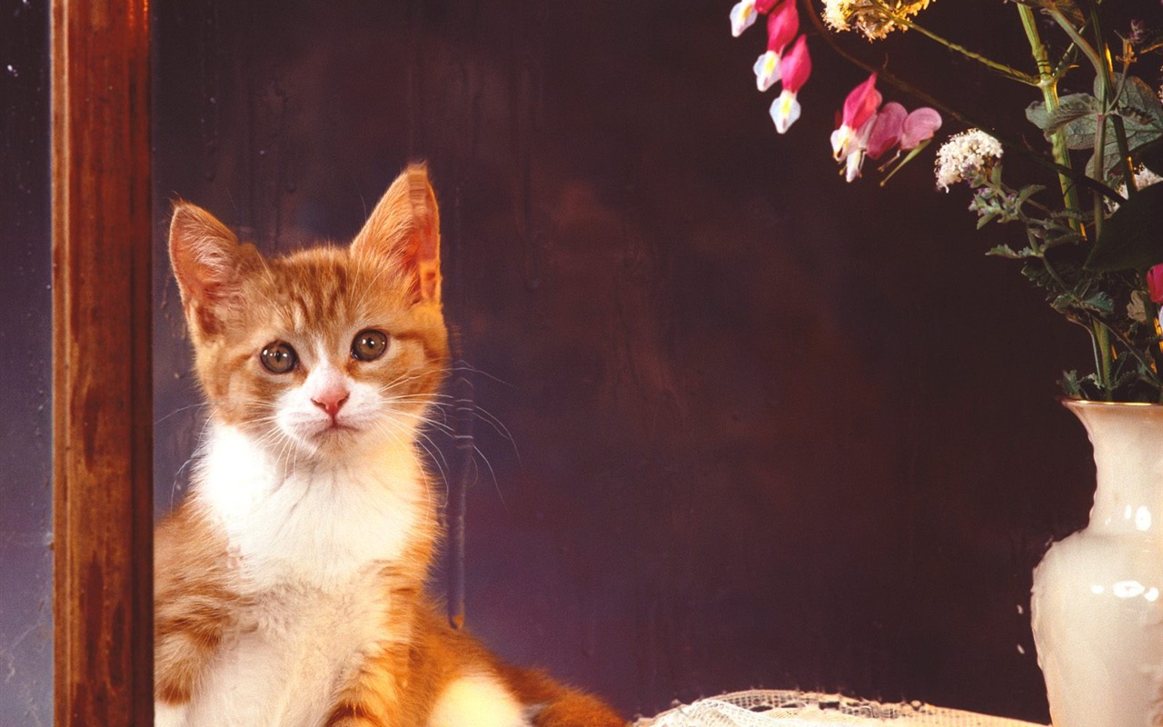 1600 Cat Foto tapety (2) #7 - 1280x800