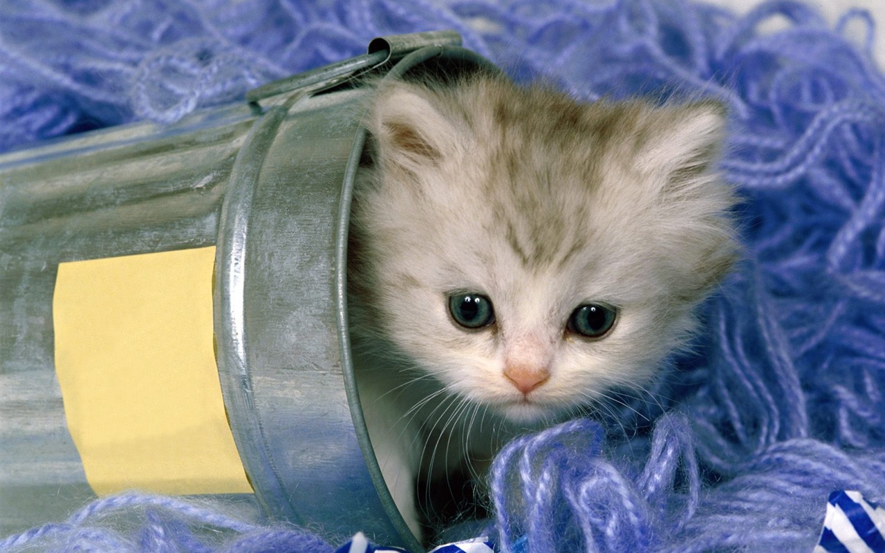 1600 Cat Foto tapety (2) #10 - 1280x800