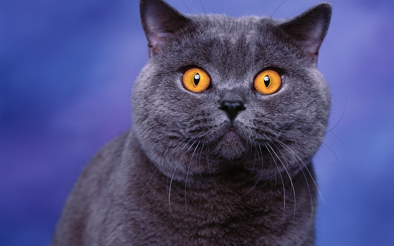 1600 Cat Foto tapety (2) #11 - 1280x800
