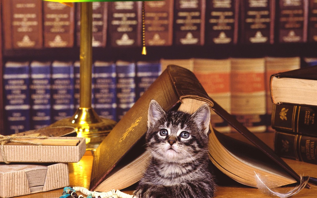 1600 Cat Foto tapety (2) #12 - 1280x800