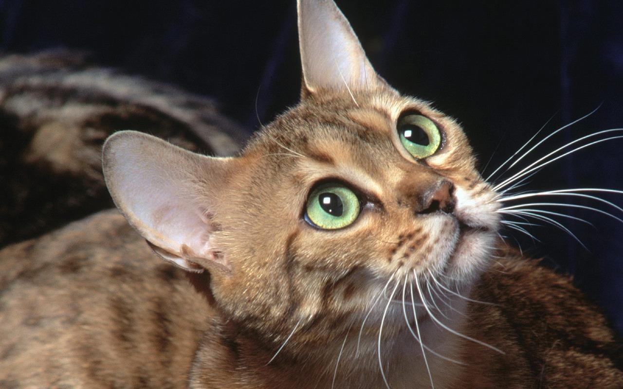 1600 Cat Foto tapety (2) #15 - 1280x800