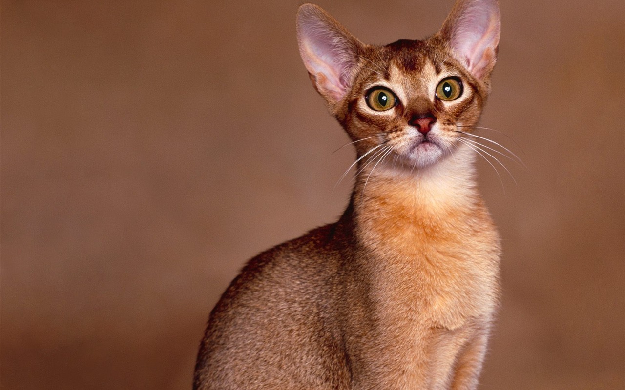 1600 Cat Foto tapety (2) #16 - 1280x800