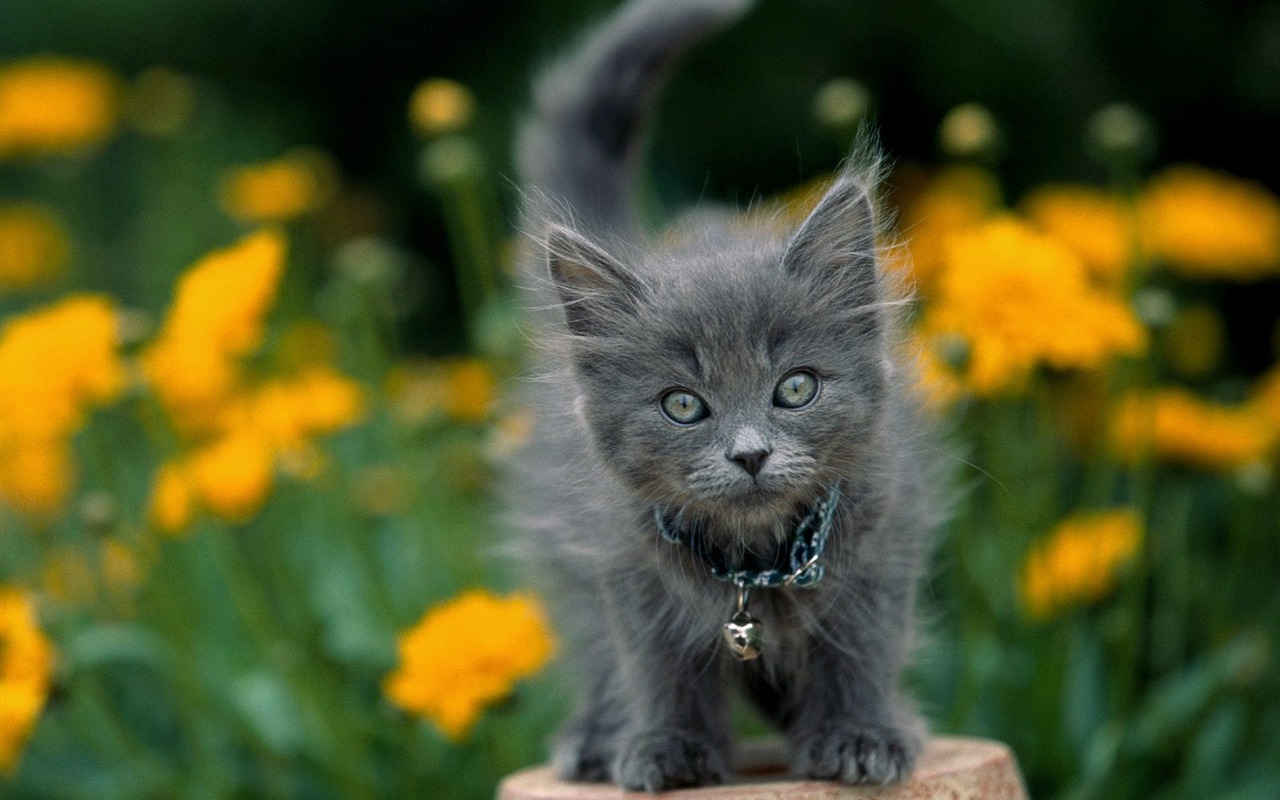 1600 Cat Foto tapety (2) #17 - 1280x800