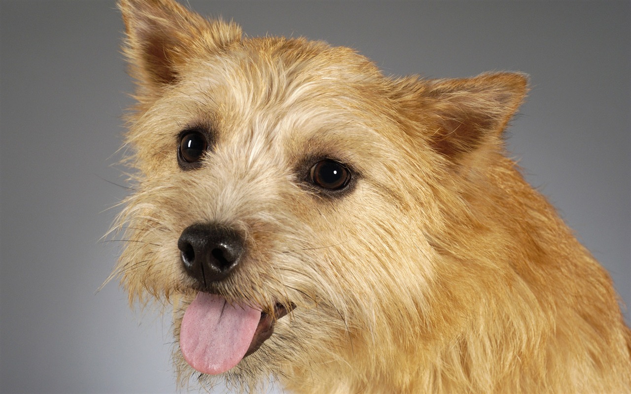 Puppy Photo HD wallpapers (6) #1 - 1280x800