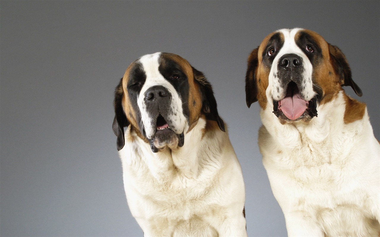 Puppy Photo HD wallpapers (6) #2 - 1280x800