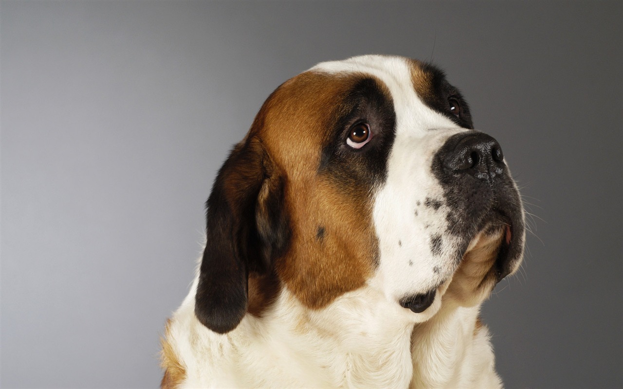 Puppy Photo HD wallpapers (6) #5 - 1280x800
