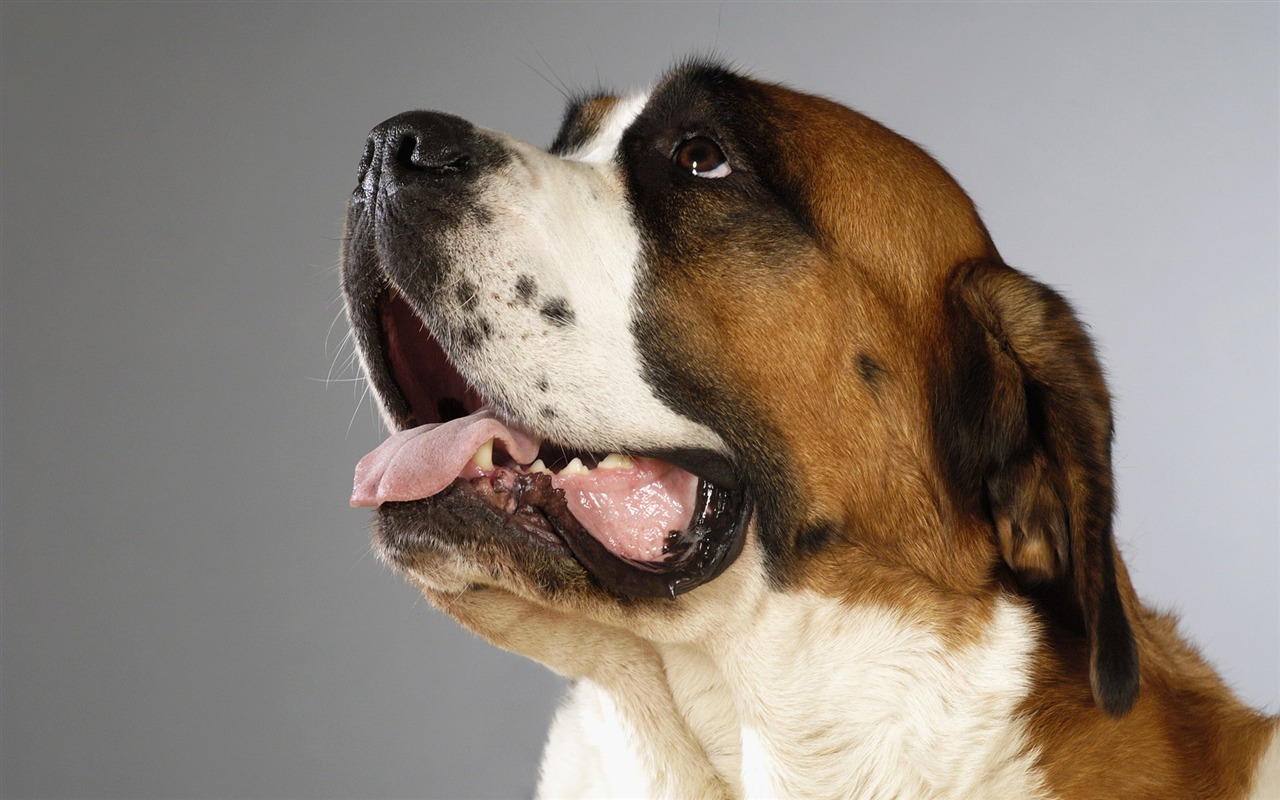 Puppy Photo HD wallpapers (6) #6 - 1280x800