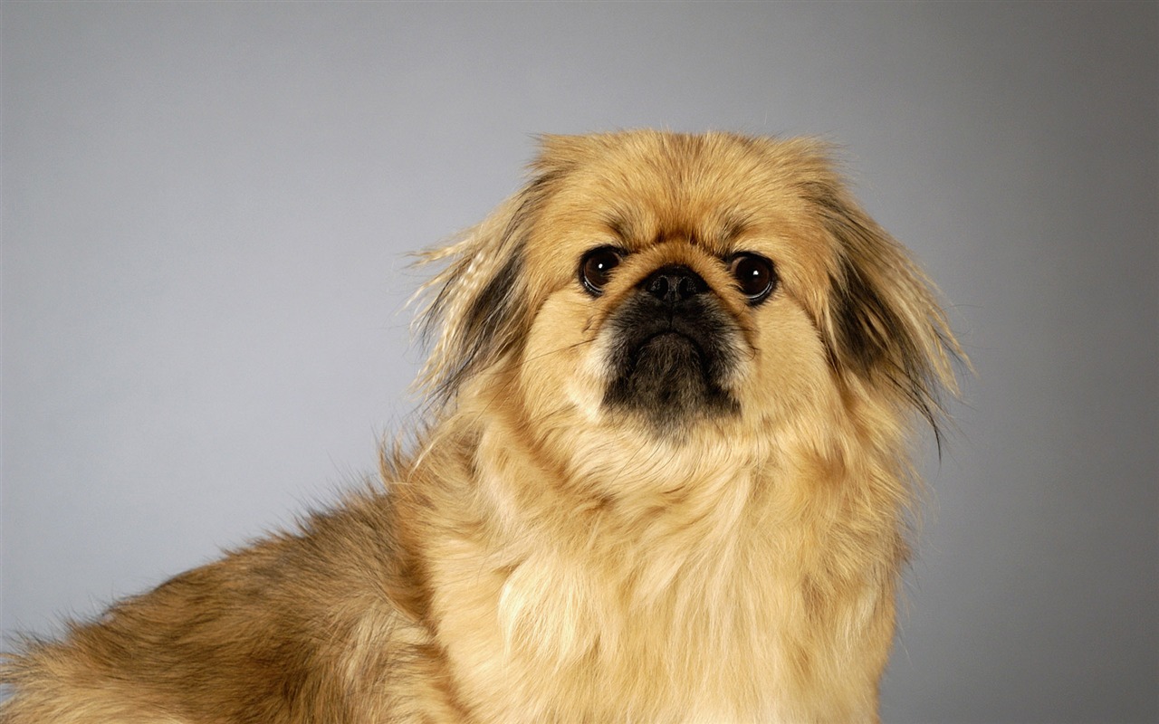 Puppy Photo HD wallpapers (6) #7 - 1280x800