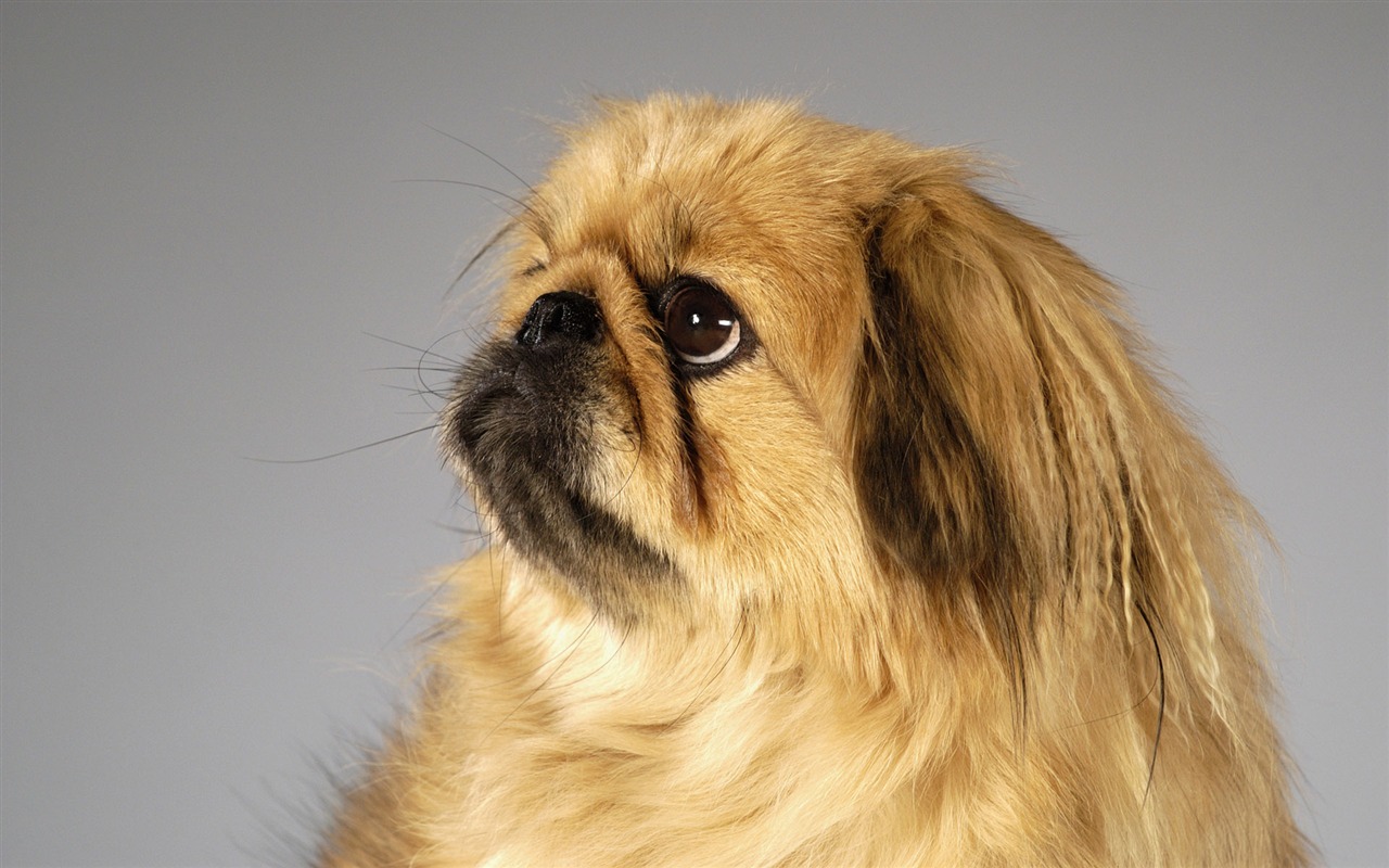 Puppy Photo HD wallpapers (6) #8 - 1280x800