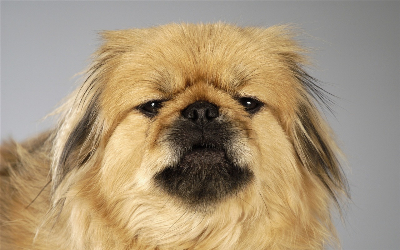 Puppy Photo HD wallpapers (6) #9 - 1280x800