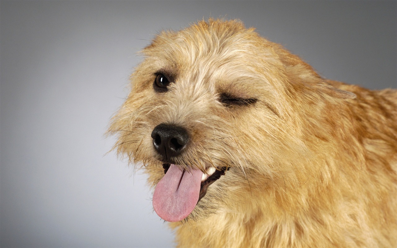 Puppy Foto HD Tapety na plochu (6) #10 - 1280x800