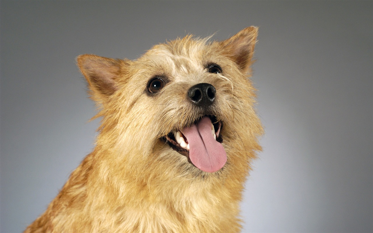 Puppy Photo HD wallpapers (6) #11 - 1280x800