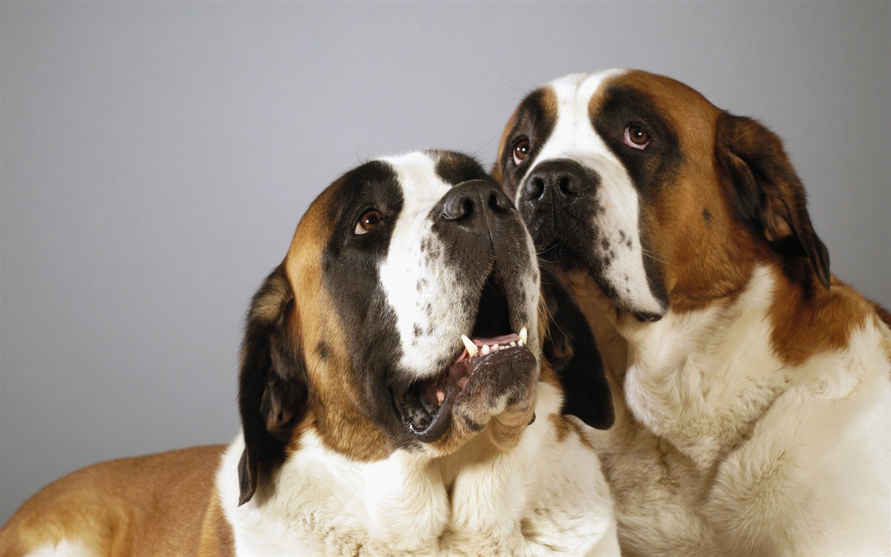 Puppy Photo HD wallpapers (6) #12 - 1280x800