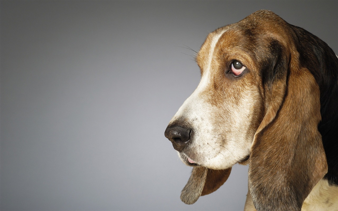 Puppy Photo HD wallpapers (6) #13 - 1280x800