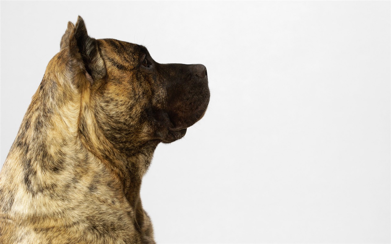 Puppy Photo HD wallpapers (6) #14 - 1280x800