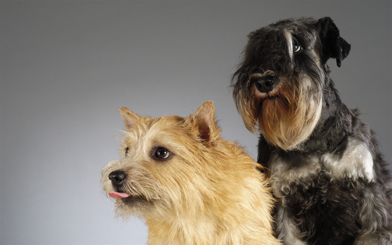 Puppy Photo HD wallpapers (6) #16 - 1280x800
