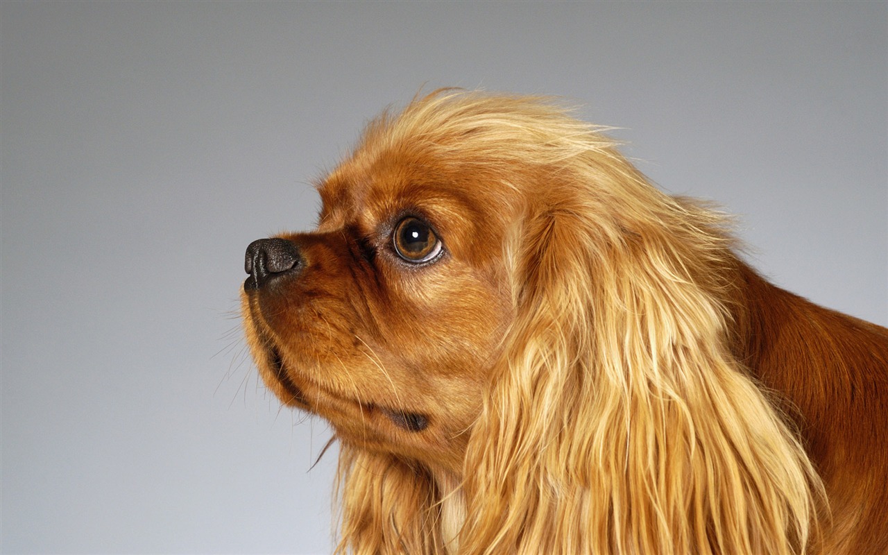 Puppy Photo HD wallpapers (6) #18 - 1280x800