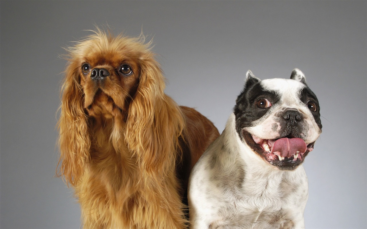 Puppy Photo HD wallpapers (6) #20 - 1280x800