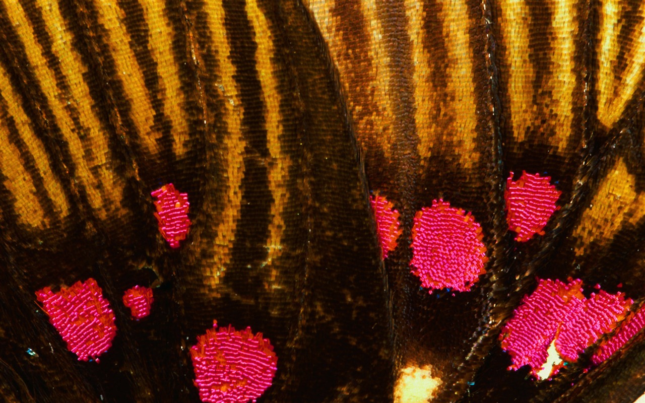 barevné peří křídla close-up tapety (1) #3 - 1280x800