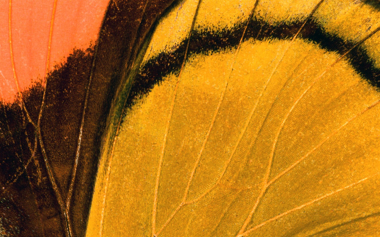 barevné peří křídla close-up tapety (1) #11 - 1280x800