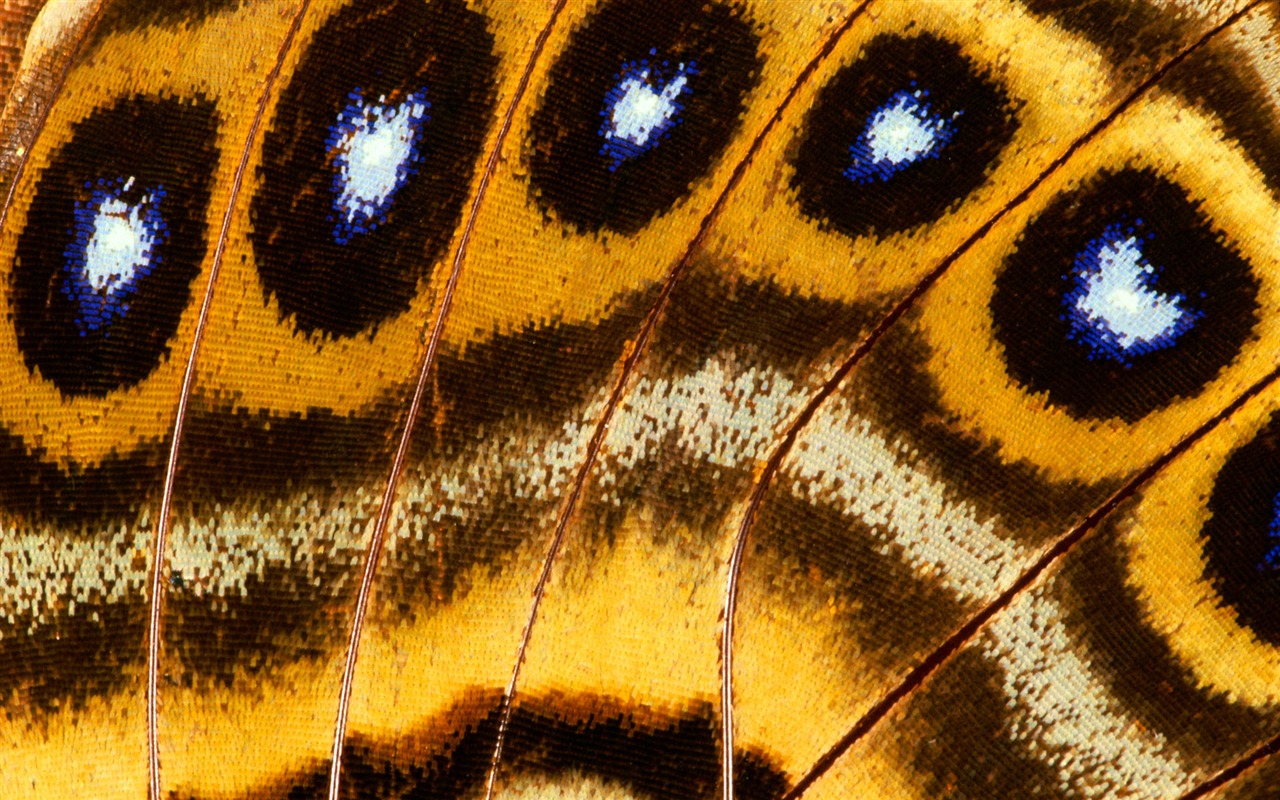 barevné peří křídla close-up tapety (1) #12 - 1280x800