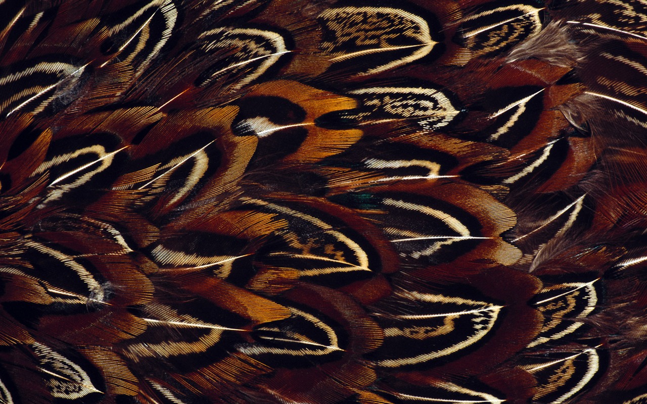 barevné peří křídla close-up tapety (1) #13 - 1280x800