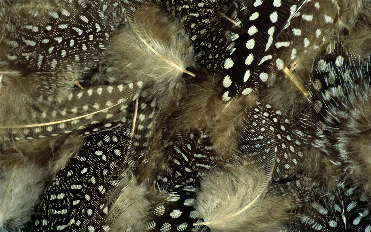 barevné peří křídla close-up tapety (1) #14 - 1280x800