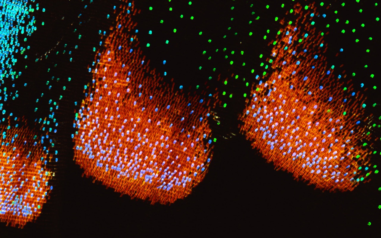 Colorful feather wings close-up wallpaper (1) #16 - 1280x800
