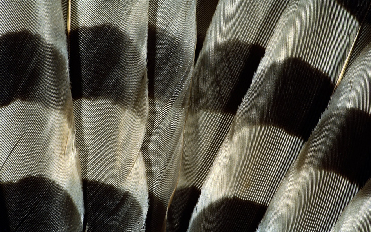 barevné peří křídla close-up tapety (1) #17 - 1280x800
