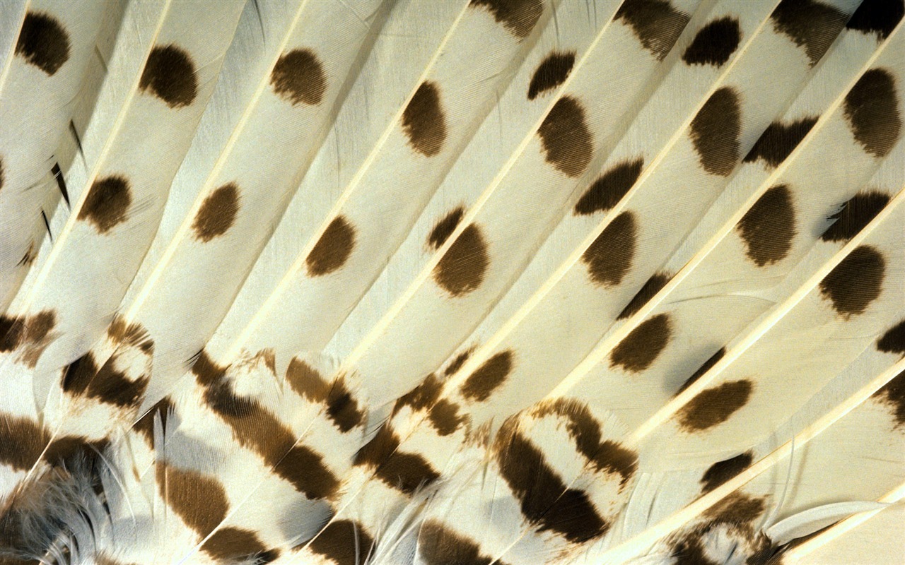 barevné peří křídla close-up tapety (1) #18 - 1280x800