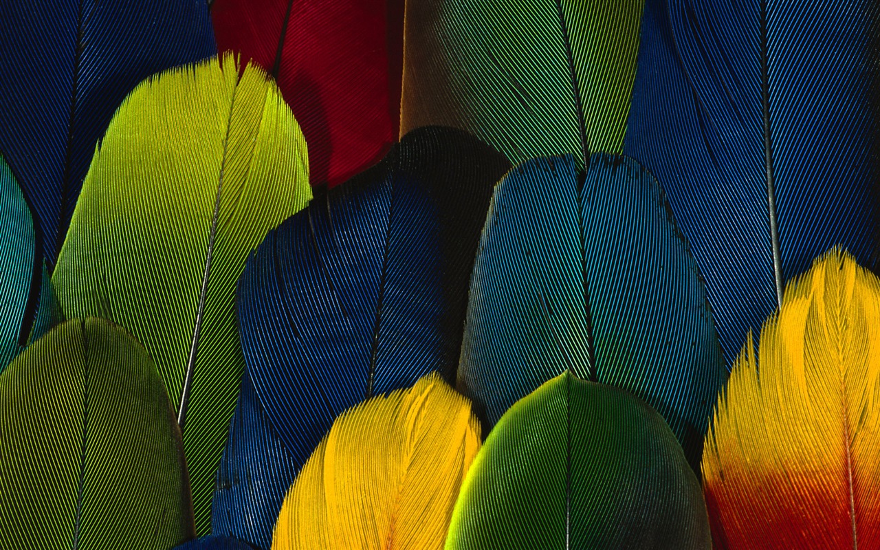 barevné peří křídla close-up tapety (1) #20 - 1280x800