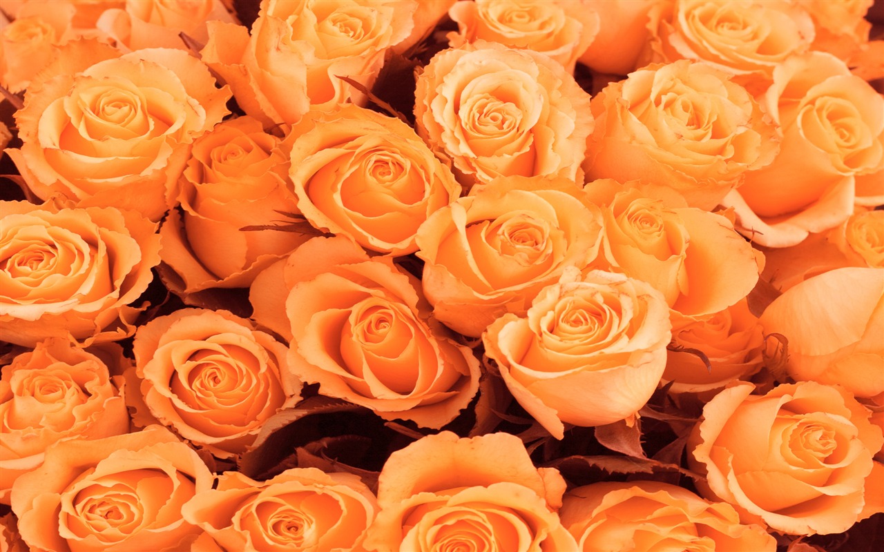 Large Rose Photo Wallpaper (2) #3 - 1280x800