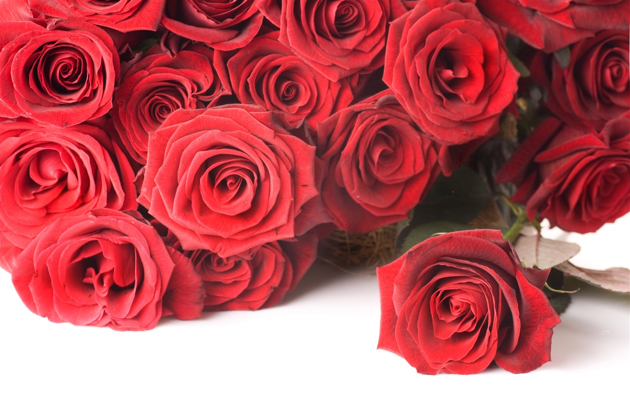 Large Rose Photo Wallpaper (2) #6 - 1280x800