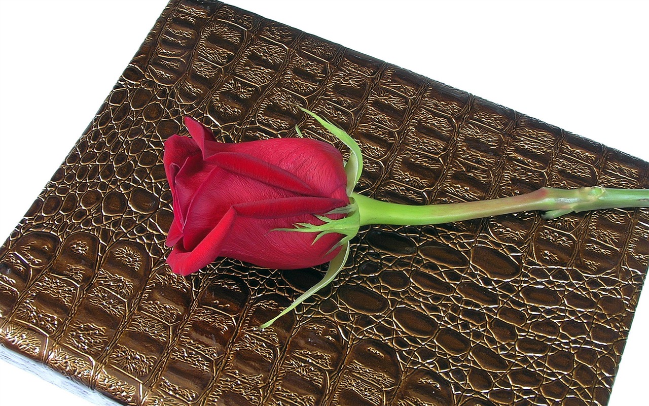超大玫瑰写真 壁纸(二)13 - 1280x800